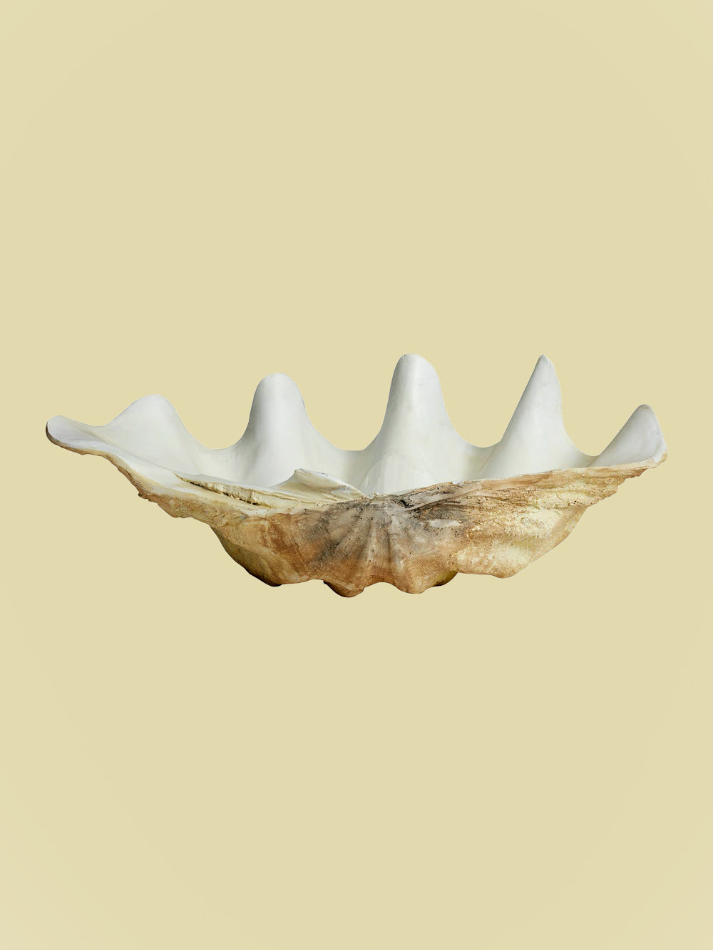 Giant Clam Shell 52cm