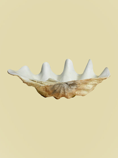 Giant Clam Shell 52cm